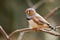 Female zebra finch