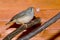 Female Zebra Finch