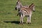 Female zebra with his young