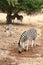 Female zebra with young