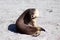 A femalee Australian Sea Lion on the white beach ,South Australia