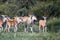 Females and calves of African antelopes and birds in the Bush