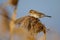 Females of common reed bunting