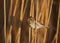 Females of common reed bunting