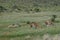 Females guanacos Lama guanicoe with theirs cubs.