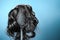 Females hair. Black hairbrush with a black wig, looks like a woman's head with a hairstyle. Blue background. Copy space.