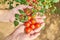 Females hands harvesting fresh tomatoes in the garden in a sunny day. Farmer picking organic tomatoes. Vegetable Growing concept