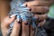 Females hands with manicured nails holding yarn ball with woolen thread