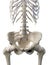 A females lumbar spine