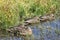 Females of Mallard, Anas platyrhynchos