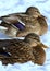 Females of the mallards on the snow. Birds on the pond in winter.