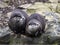 females of the Oriental small-clawed otter, Amblonyx cinerea, caught something in the distance