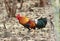 Females red jungle fowl