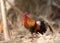 Females red jungle fowl