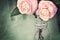 Feminine Camellia Flowers with Vintage Texture