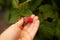 A feminine hand handing out a bunch of raspberries