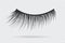 Feminine lashes vector. False eyelashes