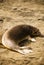 Femlae Elefant seal on the beach in the Piedra blances State Marine Park