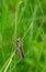 Femle Common green grasshopper, Omocestus viridulus
