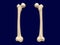 Femur bone