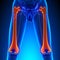 Femur Bone Anatomy with Circulatory System