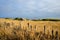 Fence along golden field with old barn