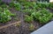 Fence the concrete edge flowerbed linked to the white flowers in the flowerbed detail bounded by metal pillars with textile rope