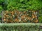 fence concrete in nature garden with stone wall