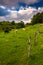 Fence and cows in a field at Moses Cone Park on the Blue Ridge P