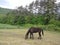 Fence de casei full-blooded horse while graze the grass