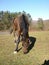 Fence de casei full-blooded horse while graze the grass