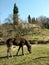 Fence de casei full-blooded horse while graze the grass