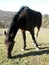 Fence de casei full-blooded horse while graze the grass