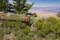 Fence on the Edge of the Mesa