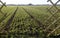 fence and field with winter grain and furrows