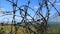 Fence of a garden with barbed wires, barbed wires and blue sky