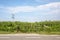 Fence gate that is closed in agricultural land, bright green cornfield and sky with clouds