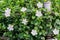 Fence Hibiscus tree with white hibiscus flowers blooming.