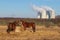 Fence and horses. Behind the fence you can see the cooling towers of the Dukovany nuclear power plant - Czech Republic, Europe.