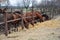 Through the fence horses eat hay