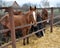 Through the fence horses eat hay