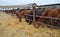 Through the fence horses eat hay