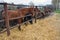 Through the fence horses eat hay