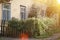 Fence & house abounding in green foliage of climbing vine