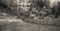 Fence inside a typical forest of the Italian Alps vintage effec