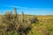 Fence line through the wild grasslands