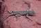 Fence lizard on a reddish rock viewed from the side