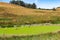 A fence in the middle of a vibrant pond of duckweed