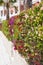 Fence of multicolored flowers bougainvillea