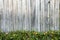 Fence with Pachysandra